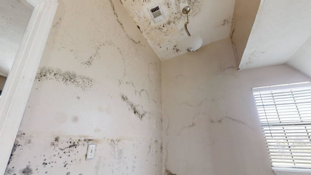 Best Black Mold Removal  in , NE