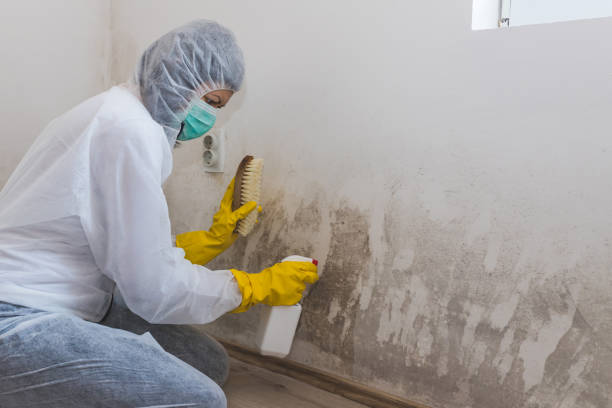 Best Attic Mold Removal  in , NE