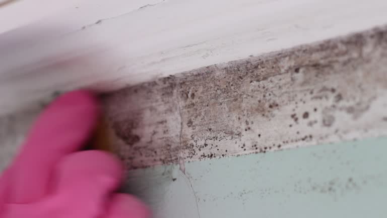 Best Mold Damage Restoration  in , NE